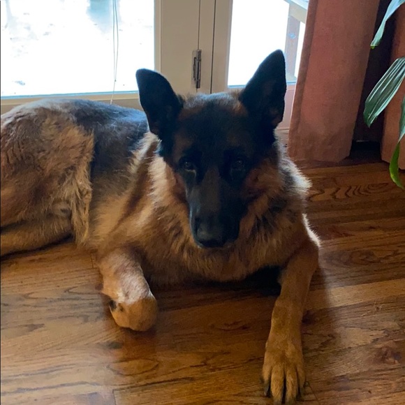 Meet your Posher, Morgan - Picture 1 of 1